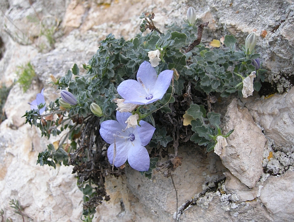 Campanula fragilis subsp. cavolinii / Campanula napoletana